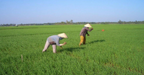 "Không có chuyện tham gia mô hình liên kết làm gia tăng chi phí sản xuất lúa gạo"