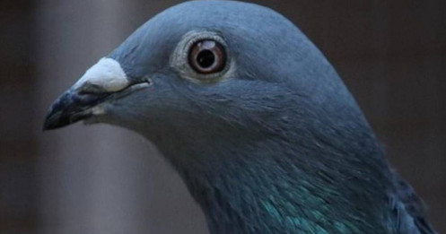 Ngắm chú chim đắt nhất thế giới, giá 35 tỷ, "độc lạ" là có vệ sĩ riêng