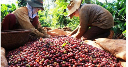 Nắm bắt thị trường, giá xuất khẩu cà phê được dự báo sẽ tăng đến 2024
