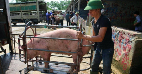 Giá lợn hơi liên tục chạm đáy, người chăn nuôi chuyển sang 'lướt sóng”