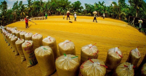 Dự báo về xuất khẩu gạo năm 2024: Thời cơ lớn