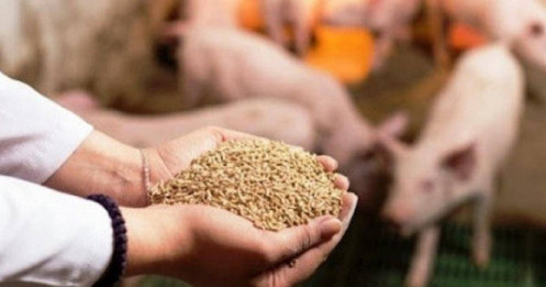 Nhập khẩu nguyên liệu thức ăn chăn nuôi lên tới 6,8 tỷ USD