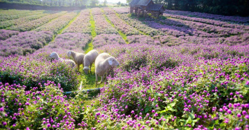 Khám phá cánh đồng hoa đẹp tựa trời Âu giữa lòng Hà Nội