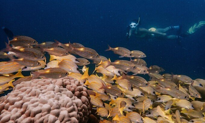 Một tuần khách Việt lặn biển săn cá khổng lồ ở Maldives