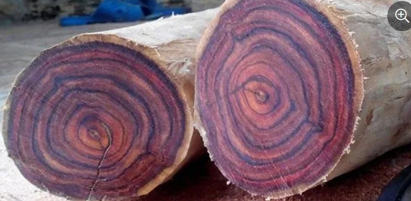 12 loại gỗ quý và đắt đỏ nhất thế giới, có tiền cũng khó sở hữu