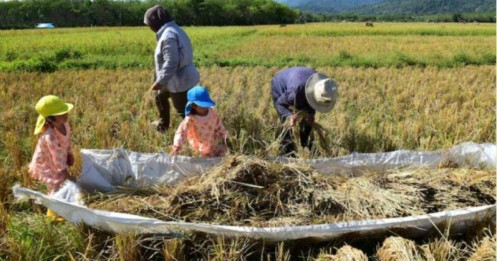 Giá gạo tăng cao tiềm ẩn nguy cơ tái bùng phát lạm phát