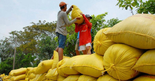 Xuất khẩu gạo đạt kỷ lục gần 4,8 tỷ USD: “Hạt ngọc" đón mùa vàng