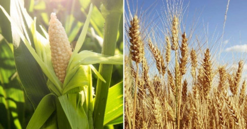 Giá ngô, lúa mì trên năm đặt mức giảm lớn nhất trong thập kỷ