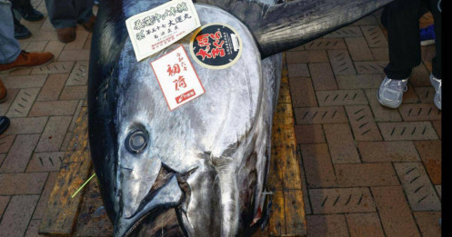 Cá ngừ vây xanh giá 800.000 USD ở Nhật Bản