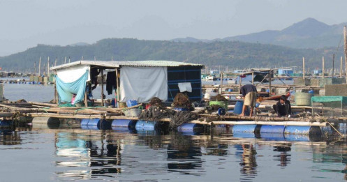 Từ chuyện Trung Quốc ‘tuýt còi’ tôm hùm bông đến hoàn thiện quy chuẩn cho nghề nuôi biển