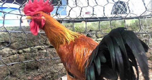 Giống gà đắt nhất Việt Nam: 50 triệu/con đại gia vẫn tranh đặt hàng