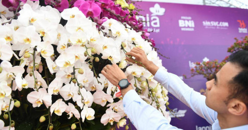 Độc đáo chậu lan dát vàng 24k, rao bán gần 4 tỷ đồng tại Hà Nội