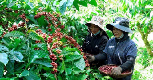 “Quen” cảnh kinh doanh dưới giá vốn, Gia Lai Coffee lại lỗ