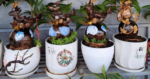 Những chậu dừa bonsai đắt khách, chủ nhân vừa ra mắt bán cả trăm chậu