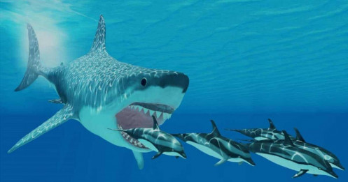 'Siêu cá mập' mua vào lượng lớn cổ phiếu HSG