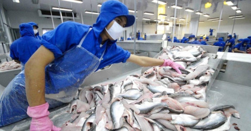 Xuất khẩu cá tra năm 2024 - Lấy đà vượt Vũ môn