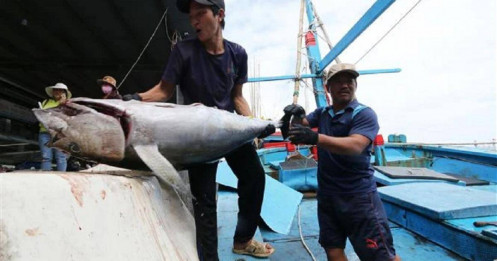 Xuất khẩu cá ngừ sang Trung Đông đạt mức cao