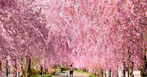 Gợi ý 5 điểm ngắm hoa anh đào tại tỉnh Fukushima, Nhật Bản