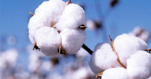 Bông (Cotton) - tích lũy hơn 1 năm liệu đã đủ để bứt phá mạnh?