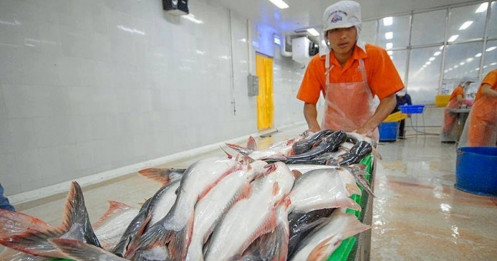 Xuất khẩu cá tra Việt Nam “rộng cửa” sang Mỹ và châu Âu