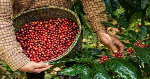 Tín hiệu tích cực về nguồn cung, giá cà phê xuất khẩu phục hồi