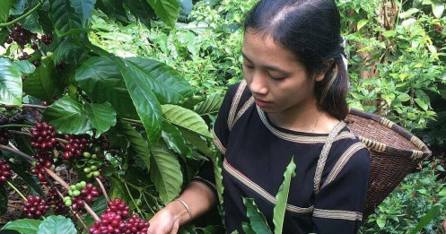 Chủ tịch Vicofa “giải mã” nguyên nhân giá cà phê Việt Nam liên tục lập đỉnh mới