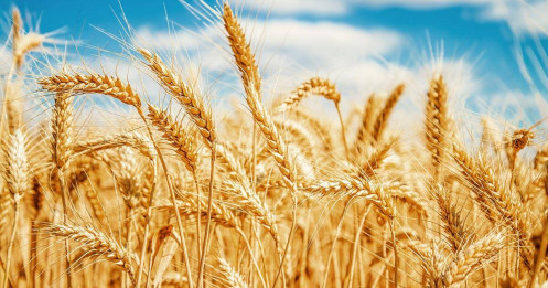 Xuất khẩu đậu nành và lúa mì của Brazil bắt đầu tháng 3 với tốc độ nhanh