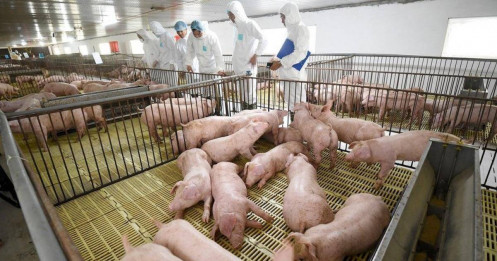 Loạt kiến nghị gửi Thủ tướng Chính phủ về sản phẩm chăn nuôi nhập khẩu