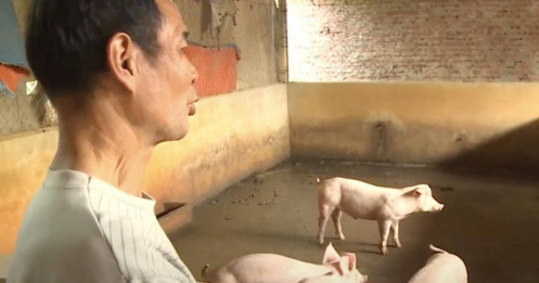 Lo Việt Nam phải nhập siêu sản phẩm chăn nuôi trong 3-5 năm tớ