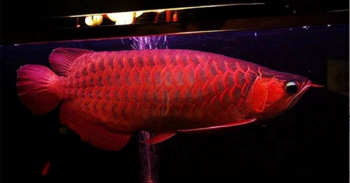 Con cá "đỏ như máu", giá tận 14 tỷ "đại gia bí ẩn" vẫn xuống tiền mua