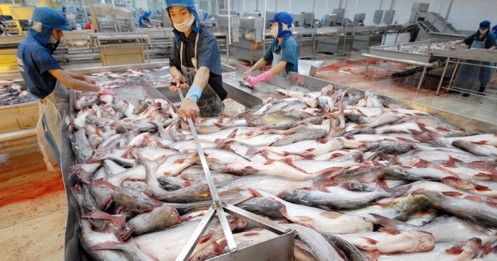 Mỹ tăng nhẹ thuế CBPG cá tra Việt Nam