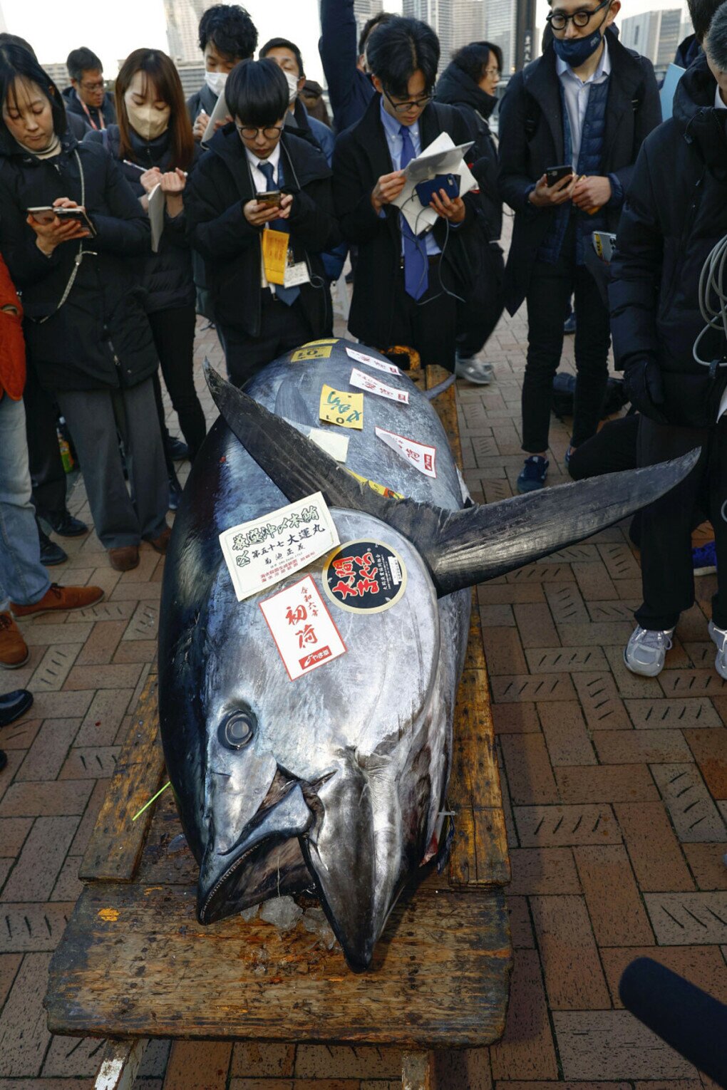 Cá ngừ vây xanh giá 800.000 USD ở Nhật Bản