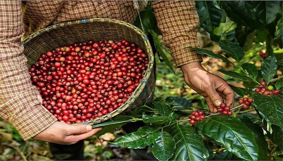 Tín hiệu tích cực về nguồn cung, giá cà phê xuất khẩu phục hồi