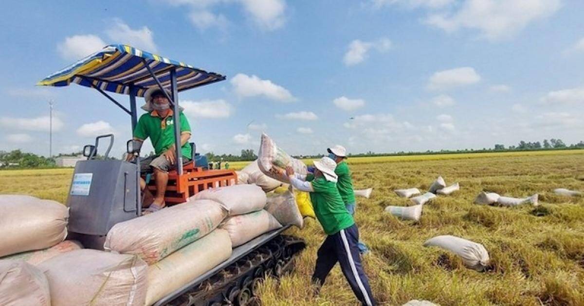 Giá gạo liên tục giảm, doanh nghiệp cần làm gì?