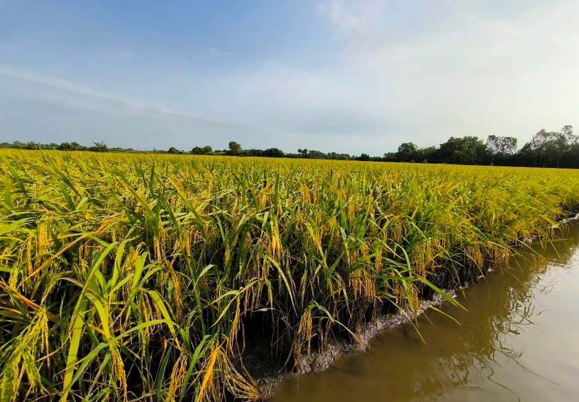 Đặt cọc mua đất lúa không thành, bị đơn đòi phạt cọc gần 1,8 tỉ