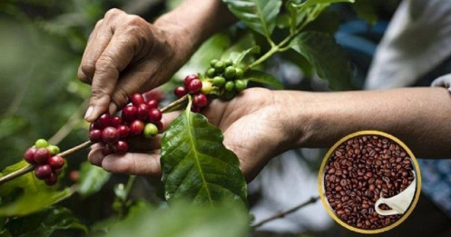 Giá cà phê trong nước mức cao kỷ lục vượt mốc 100.000 đồng/kg