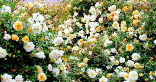 Mẹ Việt “mát tay” làm vườn hoa hồng gần trăm gốc, ai nhìn cũng mê ở trời Tây