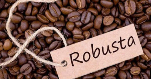 Vị trí dẫn đầu thị trường cà phê Robusta