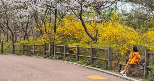 'Ngất ngây' với hoa anh đào nở muộn ở Seoul