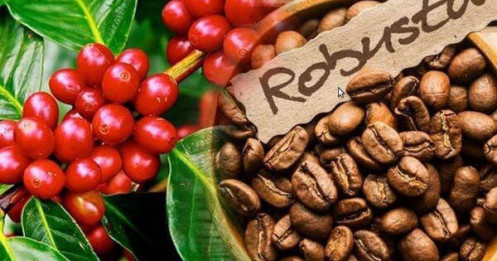 Cà phê Robusta - Tuần cực kỳ quan trọng