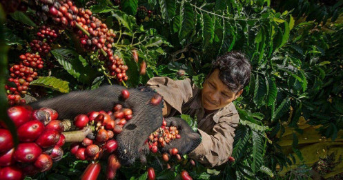 Giá Robusta tăng kỷ lục - Niềm vui cho nông dân lại là nỗi lo cho doanh nghiệp trong chuỗi cung ứng cà phê