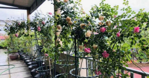 Gia đình Bắc Giang làm vườn sân thượng rộng 500m2, “bội thu” đủ hoa và rau trái