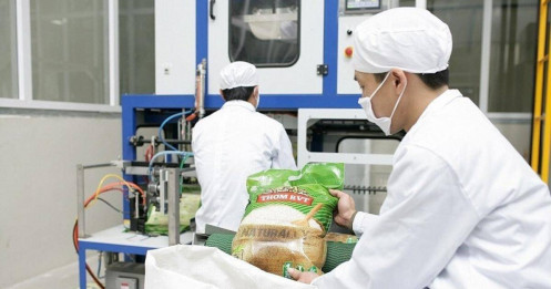 Xuất khẩu gạo sang khu vực Âu Mỹ tăng đột biến: Cơ hội và thách thức