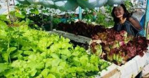 Gia chủ Đà Nẵng làm vườn sân thượng xanh mát, thu hoạch "mỏi tay" nông sản sạch trên nóc nhà