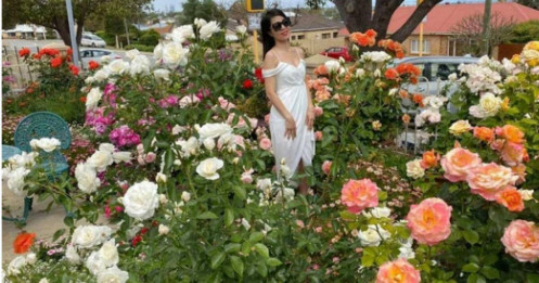 Vợ chồng Việt làm đất, dựng khu vườn hoa hồng 60m2 đẹp mê ly ở trời Tây
