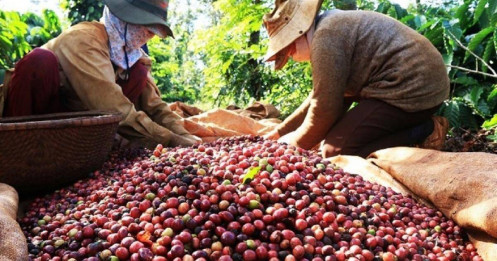 Giá cà phê biến động: Xuất khẩu cà phê có thể chinh phục mốc 5 tỷ USD?