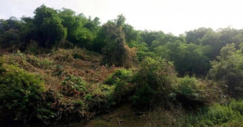 Thông tin mới vụ cựu bí thư huyện ở Bình Định thâu tóm 138,4 ha đất rừng
