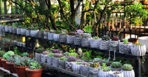 Nữ gia chủ tự thiết kế vườn sen đá gần 700 chậu đẹp mê ở TPHCM