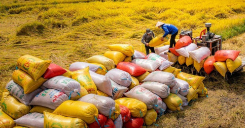 Thế giới thiếu 7 triệu tấn gạo, cơ hội cho xuất khẩu gạo Việt Nam?
