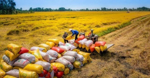 Thế giới thiếu 7 triệu tấn gạo, Việt Nam có thể xuất khẩu bao nhiêu?